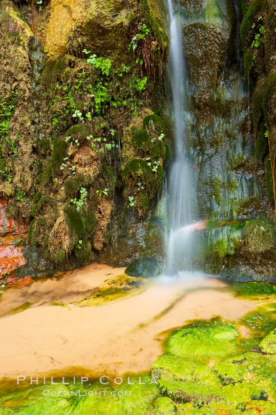 Small waterfall amidst a grotto of ferns, moss and algae. This small oasis exists year round as a result of water seeping from the red sandstone walls of Zion Canyon. Zion National Park, Utah, USA, natural history stock photograph, photo id 12481