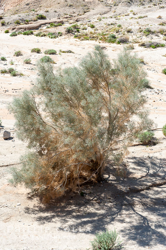 Smoketree, Arroyo Salado.  Anza Borrego Desert State Park. Anza-Borrego Desert State Park, Borrego Springs, California, USA, Psorothamnus spinosa, natural history stock photograph, photo id 10940