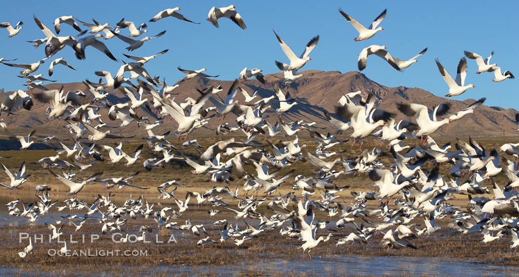 Snow geese blast off.  After resting and preening on water, snow geese are started by a coyote, hawk or just wind and take off en masse by the thousands.  As many as 50,000 snow geese are found at Bosque del Apache NWR at times, stopping at the refuge during their winter migration along the Rio Grande River. Bosque del Apache National Wildlife Refuge, Socorro, New Mexico, USA, Chen caerulescens, natural history stock photograph, photo id 21862