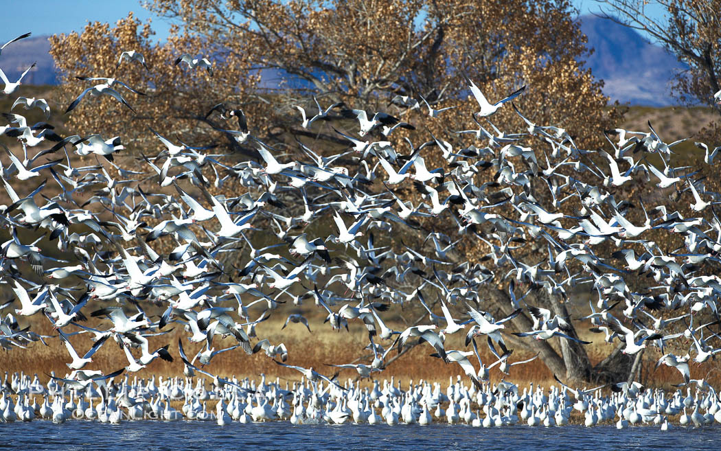 Snow geese blast off.  After resting and preening on water, snow geese are started by a coyote, hawk or just wind and take off en masse by the thousands.  As many as 50,000 snow geese are found at Bosque del Apache NWR at times, stopping at the refuge during their winter migration along the Rio Grande River. Bosque del Apache National Wildlife Refuge, Socorro, New Mexico, USA, Chen caerulescens, natural history stock photograph, photo id 21874
