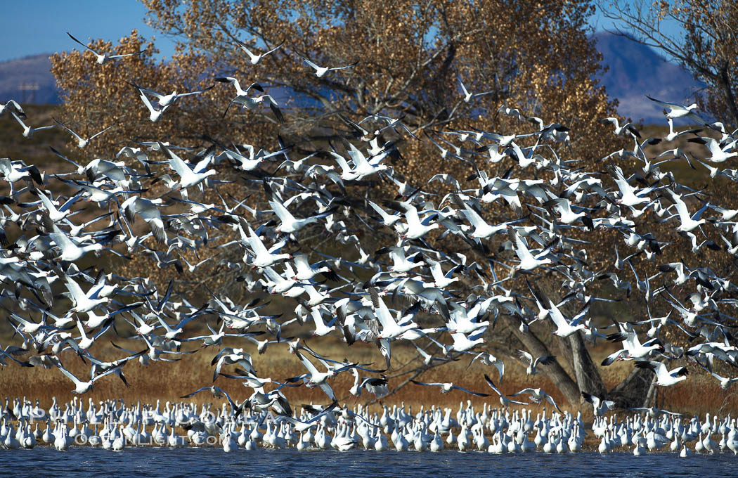 Snow geese blast off.  After resting and preening on water, snow geese are started by a coyote, hawk or just wind and take off en masse by the thousands.  As many as 50,000 snow geese are found at Bosque del Apache NWR at times, stopping at the refuge during their winter migration along the Rio Grande River. Bosque del Apache National Wildlife Refuge, Socorro, New Mexico, USA, Chen caerulescens, natural history stock photograph, photo id 21918