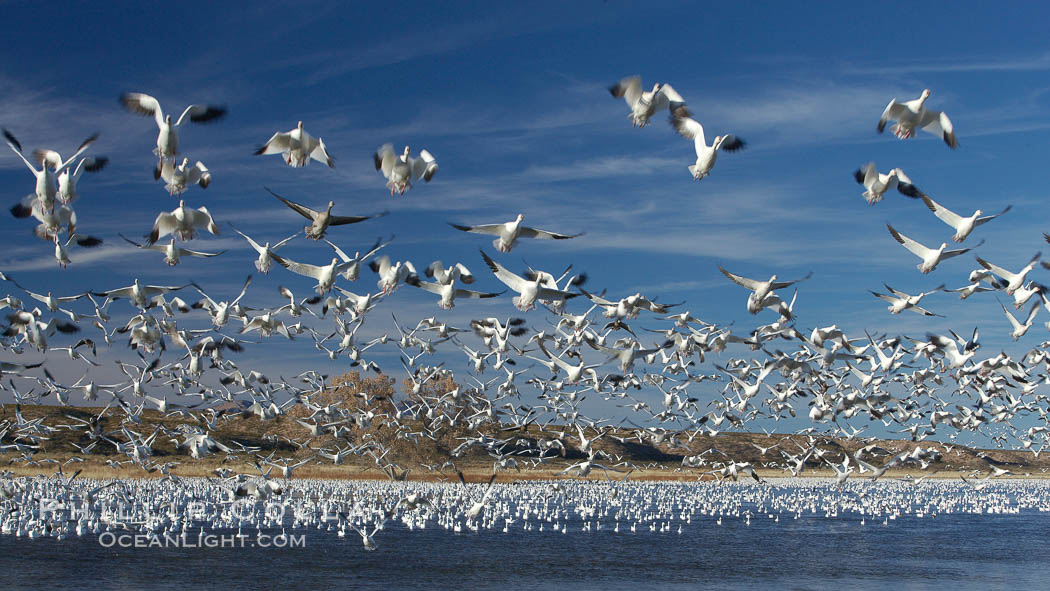 Snow geese blast off.  After resting and preening on water, snow geese are started by a coyote, hawk or just wind and take off en masse by the thousands.  As many as 50,000 snow geese are found at Bosque del Apache NWR at times, stopping at the refuge during their winter migration along the Rio Grande River. Bosque del Apache National Wildlife Refuge, Socorro, New Mexico, USA, Chen caerulescens, natural history stock photograph, photo id 21950