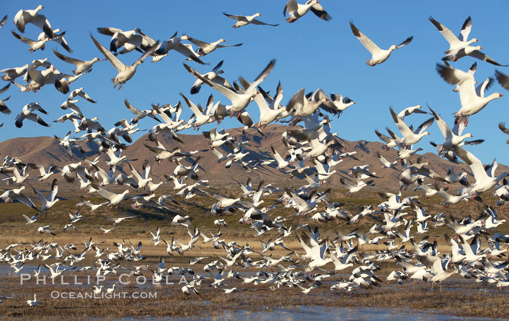 Snow geese blast off.  After resting and preening on water, snow geese are started by a coyote, hawk or just wind and take off en masse by the thousands.  As many as 50,000 snow geese are found at Bosque del Apache NWR at times, stopping at the refuge during their winter migration along the Rio Grande River. Bosque del Apache National Wildlife Refuge, Socorro, New Mexico, USA, Chen caerulescens, natural history stock photograph, photo id 21839