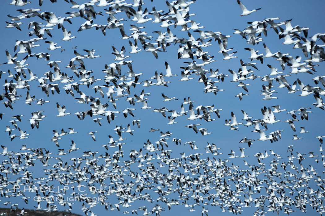 Snow geese blast off.  After resting and preening on water, snow geese are started by a coyote, hawk or just wind and take off en masse by the thousands.  As many as 50,000 snow geese are found at Bosque del Apache NWR at times, stopping at the refuge during their winter migration along the Rio Grande River. Bosque del Apache National Wildlife Refuge, Socorro, New Mexico, USA, Chen caerulescens, natural history stock photograph, photo id 21919