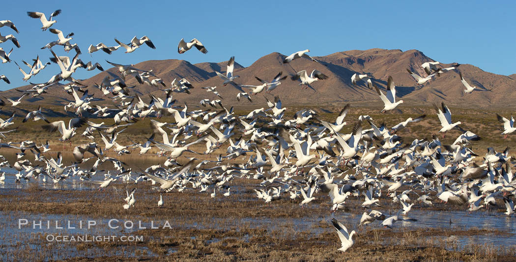 Snow geese blast off.  After resting and preening on water, snow geese are started by a coyote, hawk or just wind and take off en masse by the thousands.  As many as 50,000 snow geese are found at Bosque del Apache NWR at times, stopping at the refuge during their winter migration along the Rio Grande River. Bosque del Apache National Wildlife Refuge, Socorro, New Mexico, USA, Chen caerulescens, natural history stock photograph, photo id 21861