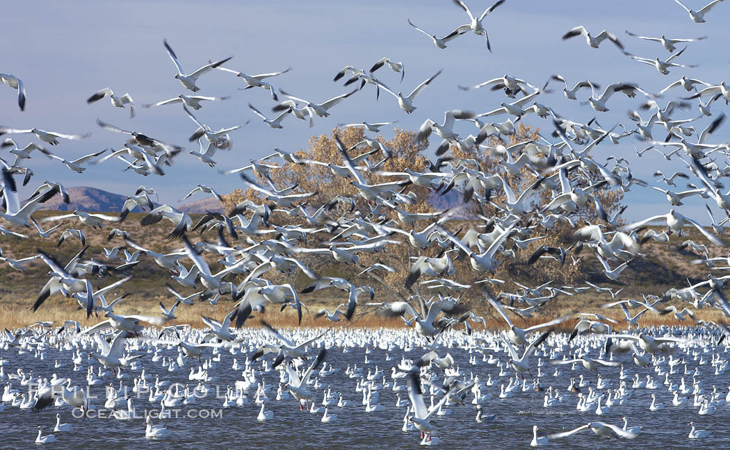 Snow geese blast off.  After resting and preening on water, snow geese are started by a coyote, hawk or just wind and take off en masse by the thousands.  As many as 50,000 snow geese are found at Bosque del Apache NWR at times, stopping at the refuge during their winter migration along the Rio Grande River. Bosque del Apache National Wildlife Refuge, Socorro, New Mexico, USA, Chen caerulescens, natural history stock photograph, photo id 21917