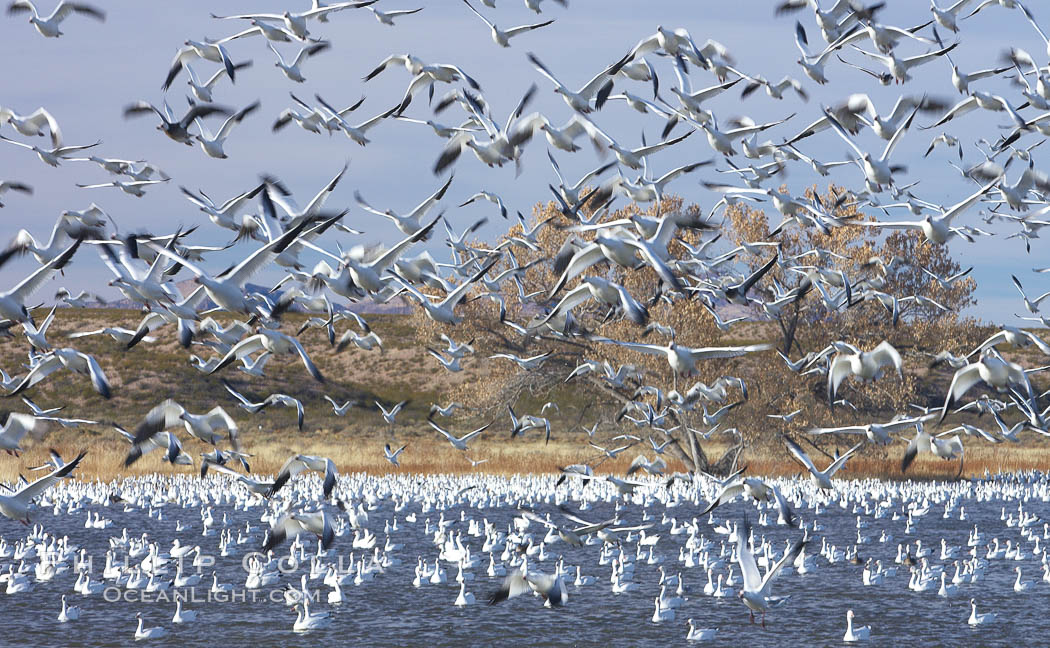 Snow geese blast off.  After resting and preening on water, snow geese are started by a coyote, hawk or just wind and take off en masse by the thousands.  As many as 50,000 snow geese are found at Bosque del Apache NWR at times, stopping at the refuge during their winter migration along the Rio Grande River. Bosque del Apache National Wildlife Refuge, Socorro, New Mexico, USA, Chen caerulescens, natural history stock photograph, photo id 22057