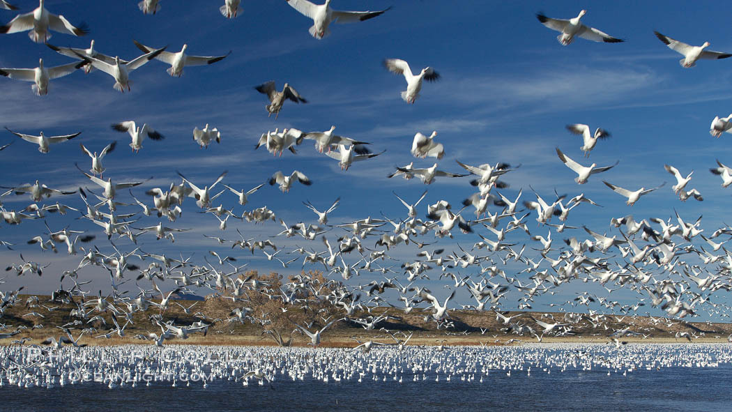 Snow geese blast off.  After resting and preening on water, snow geese are started by a coyote, hawk or just wind and take off en masse by the thousands.  As many as 50,000 snow geese are found at Bosque del Apache NWR at times, stopping at the refuge during their winter migration along the Rio Grande River. Bosque del Apache National Wildlife Refuge, Socorro, New Mexico, USA, Chen caerulescens, natural history stock photograph, photo id 22077