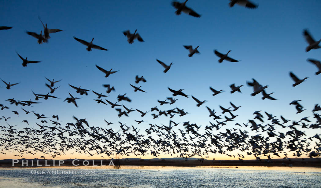 Snow geese in flight at sunrise.  Bosque del Apache NWR is winter home to many thousands of snow geese which are often see in vast flocks in the sky. Bosque Del Apache, Socorro, New Mexico, USA, Chen caerulescens, natural history stock photograph, photo id 26198