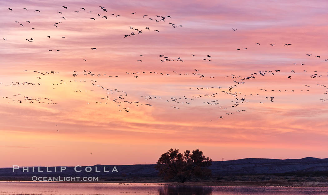 Snow geese in flight at sunrise.  Bosque del Apache NWR is winter home to many thousands of snow geese which are often see in vast flocks in the sky. Bosque Del Apache, Socorro, New Mexico, USA, Chen caerulescens, natural history stock photograph, photo id 26210