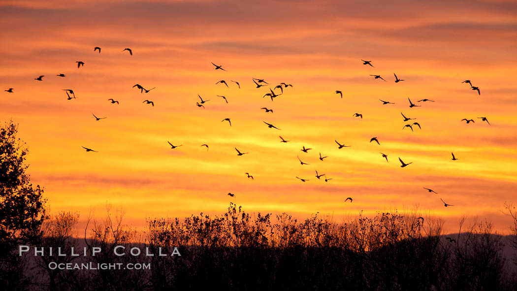 Snow geese in flight at sunrise.  Bosque del Apache NWR is winter home to many thousands of snow geese which are often see in vast flocks in the sky. Bosque Del Apache, Socorro, New Mexico, USA, Chen caerulescens, natural history stock photograph, photo id 26219