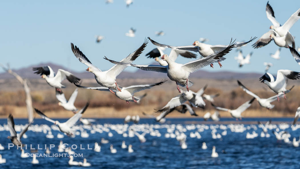 Snow Geese in Flight in Large Flock, Bosque del Apache National Wildlife Refuge. Socorro, New Mexico, USA, Chen caerulescens, natural history stock photograph, photo id 39922