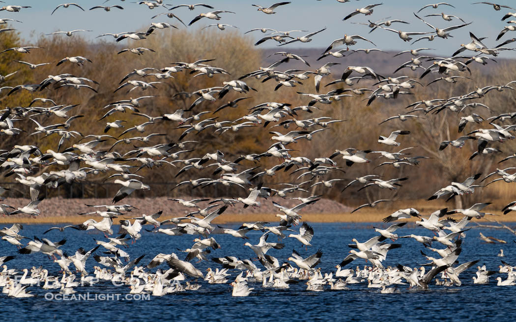 Snow Geese in Flight in Large Flock, Bosque del Apache National Wildlife Refuge. Socorro, New Mexico, USA, Chen caerulescens, natural history stock photograph, photo id 39920