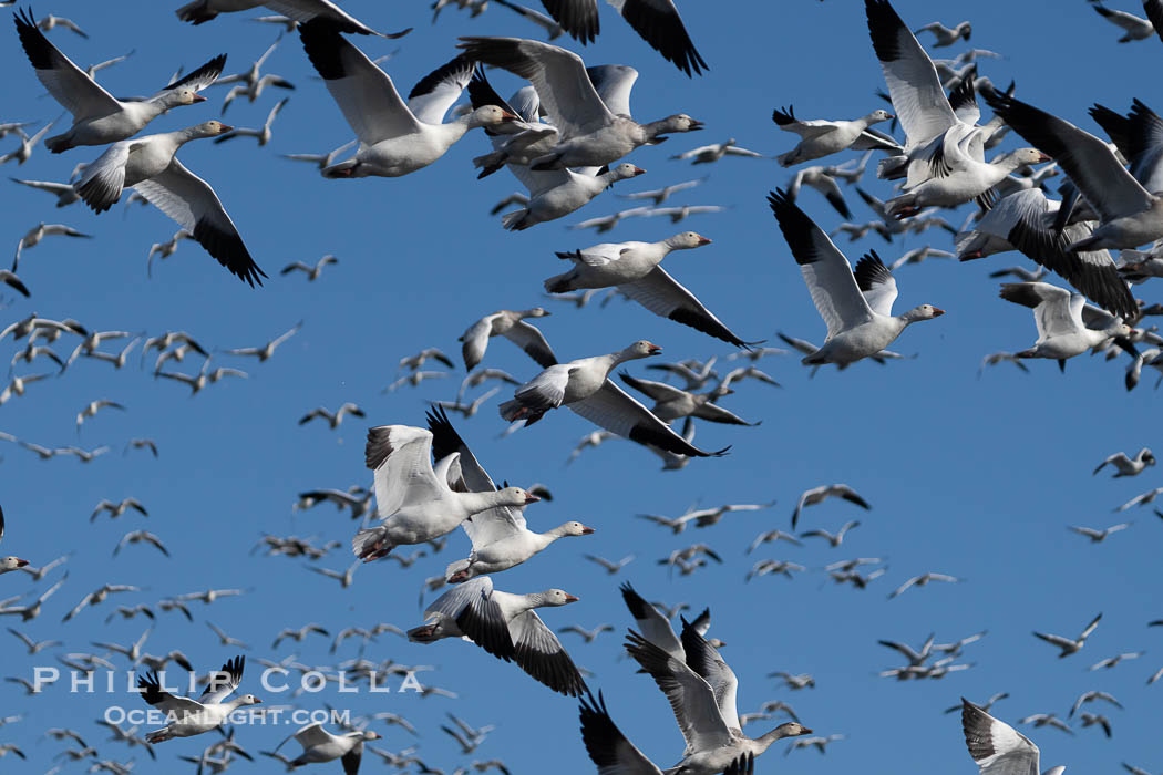 Snow Geese in Flight in Large Flock, Bosque del Apache National Wildlife Refuge. Socorro, New Mexico, USA, Chen caerulescens, natural history stock photograph, photo id 39919
