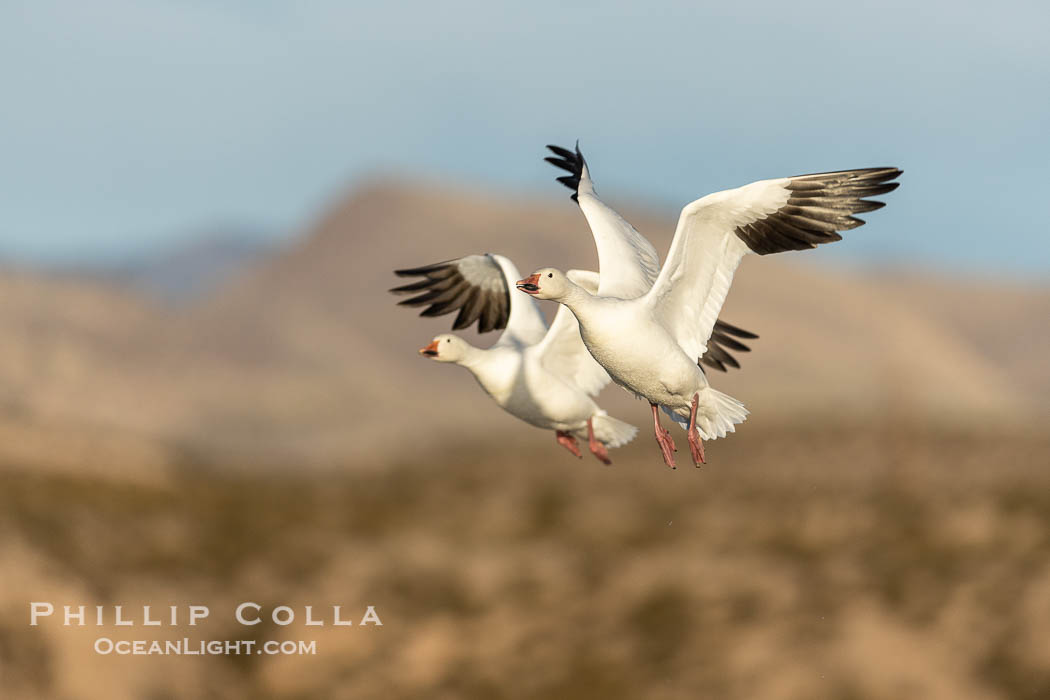 Snow Geese in Flight, Bosque del Apache NWR. Bosque del Apache National Wildlife Refuge, Socorro, New Mexico, USA, Chen caerulescens, natural history stock photograph, photo id 38714