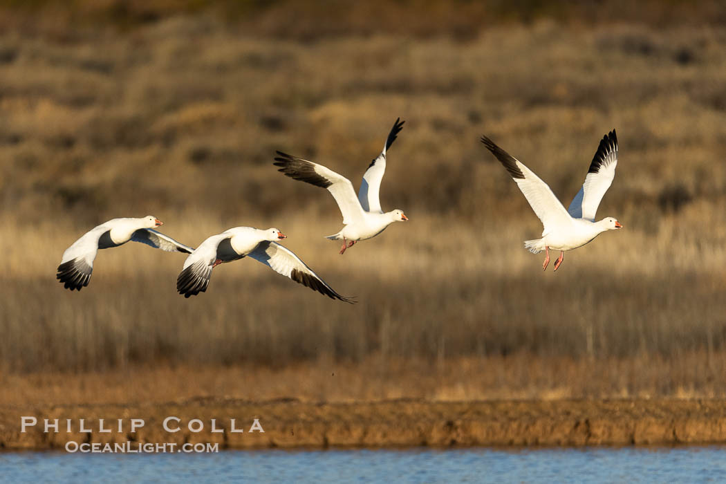 Snow Geese in Flight, Bosque del Apache NWR. Bosque del Apache National Wildlife Refuge, Socorro, New Mexico, USA, Chen caerulescens, natural history stock photograph, photo id 38766