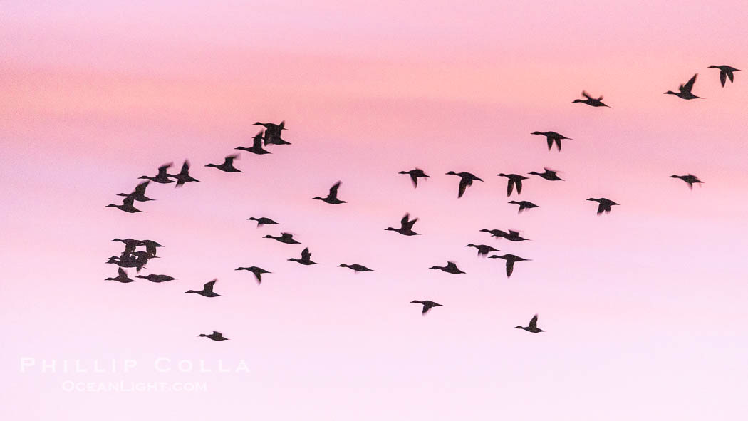 Snow Geese in Flight, Bosque del Apache NWR. Bosque del Apache National Wildlife Refuge, Socorro, New Mexico, USA, Chen caerulescens, natural history stock photograph, photo id 38774