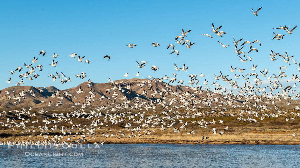 Snow Geese in Flight, Bosque del Apache NWR. Bosque del Apache National Wildlife Refuge, Socorro, New Mexico, USA, Chen caerulescens, natural history stock photograph, photo id 38719