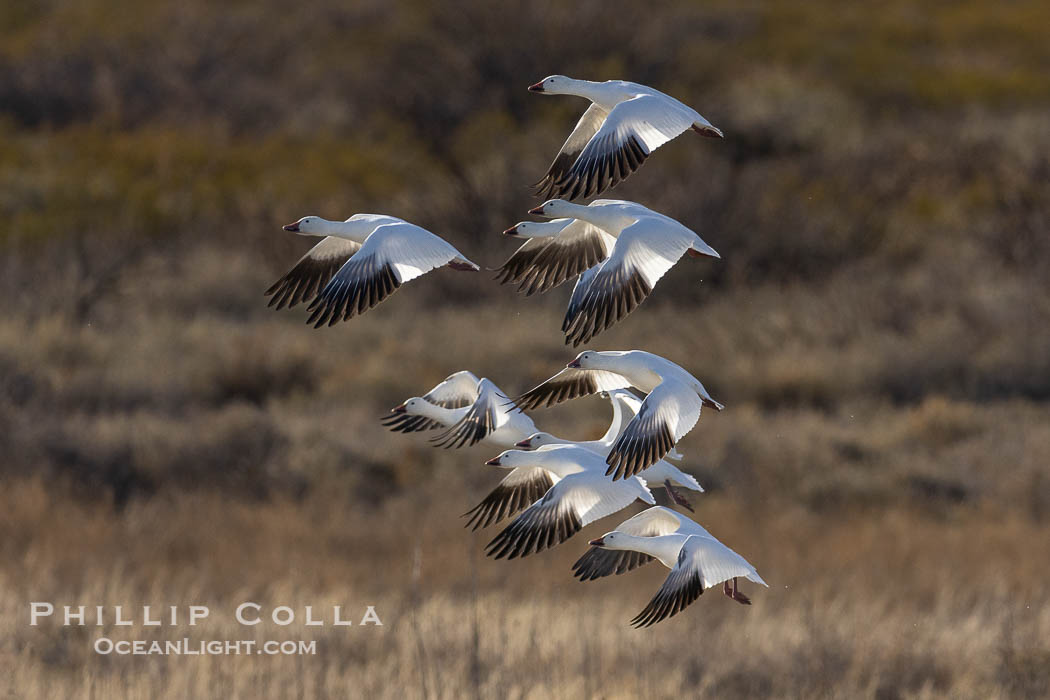 Snow Geese in Flight, Bosque del Apache NWR, Chen caerulescens, Bosque del Apache National Wildlife Refuge, Socorro, New Mexico