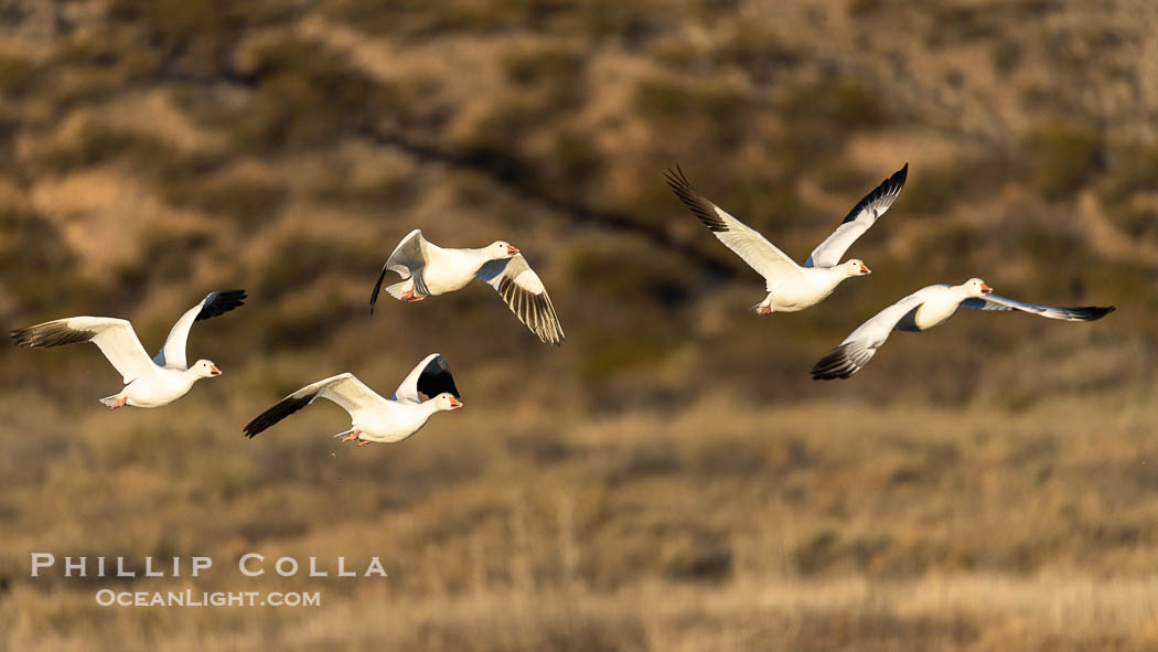 Snow Geese in Flight, Bosque del Apache NWR. Bosque del Apache National Wildlife Refuge, Socorro, New Mexico, USA, Chen caerulescens, natural history stock photograph, photo id 38741