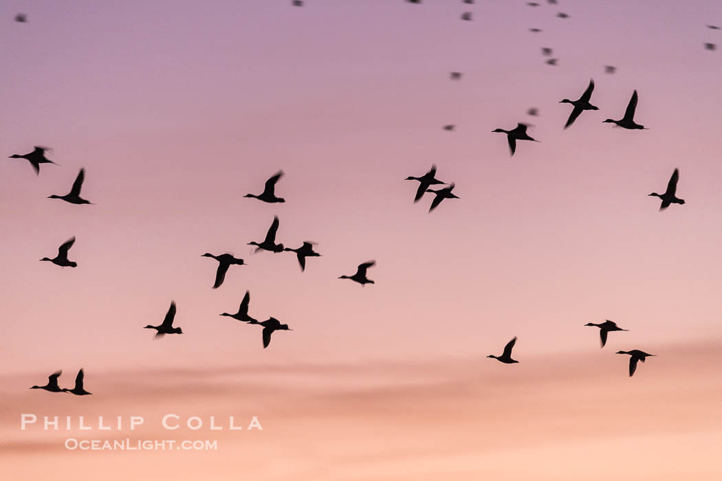 Snow Geese in Flight, Bosque del Apache NWR. Bosque del Apache National Wildlife Refuge, Socorro, New Mexico, USA, Chen caerulescens, natural history stock photograph, photo id 38773