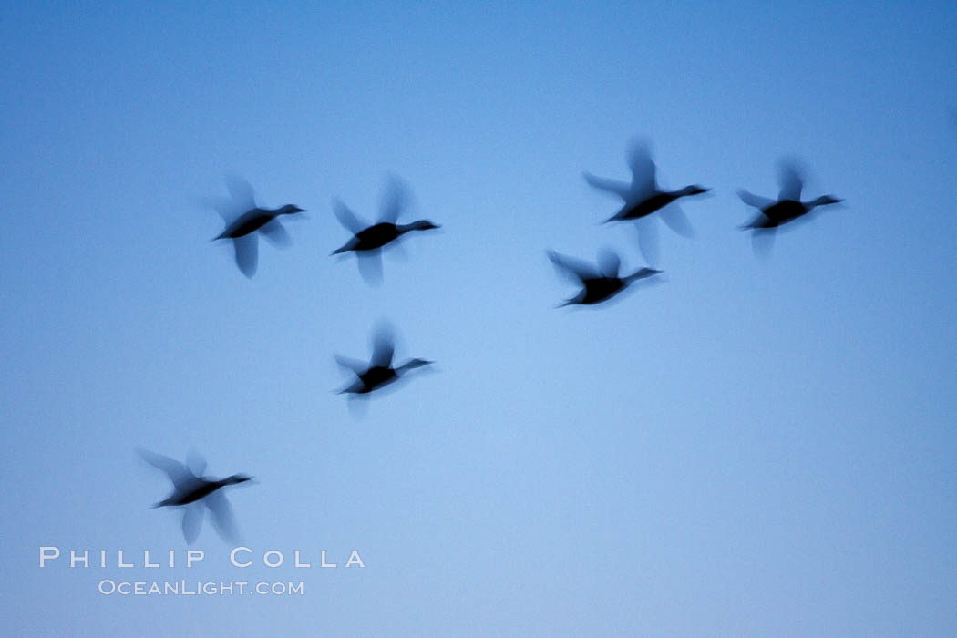 Snow geese, flying in syncrony through color twilight skies, wings blurred due to long time exposure. Bosque del Apache National Wildlife Refuge, Socorro, New Mexico, USA, Chen caerulescens, natural history stock photograph, photo id 21826