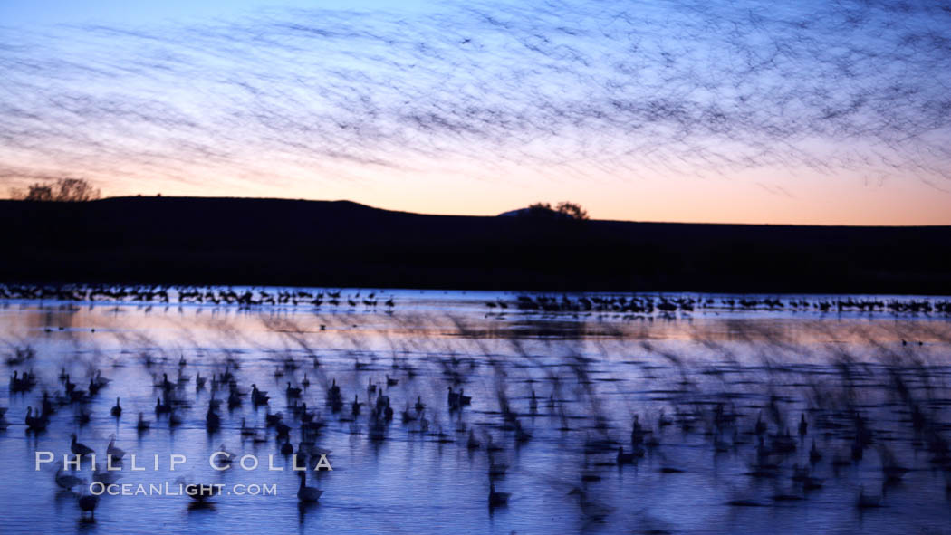 Snow geese at dawn.  Snow geese often "blast off" just before or after dawn, leaving the ponds where they rest for the night to forage elsewhere during the day. Bosque del Apache National Wildlife Refuge, Socorro, New Mexico, USA, Chen caerulescens, natural history stock photograph, photo id 21816