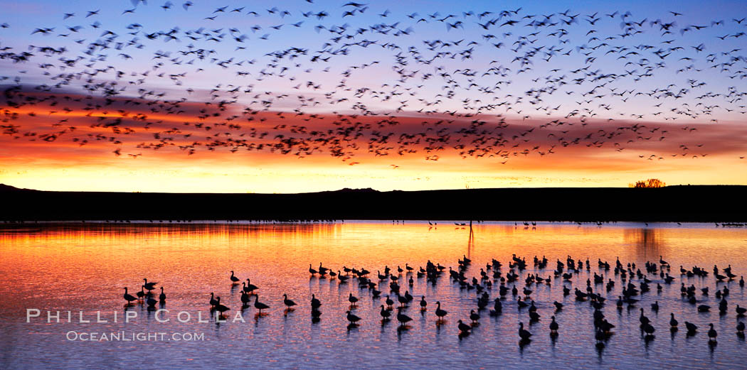 Snow geese at dawn.  Snow geese often "blast off" just before or after dawn, leaving the ponds where they rest for the night to forage elsewhere during the day. Bosque del Apache National Wildlife Refuge, Socorro, New Mexico, USA, Chen caerulescens, natural history stock photograph, photo id 21848