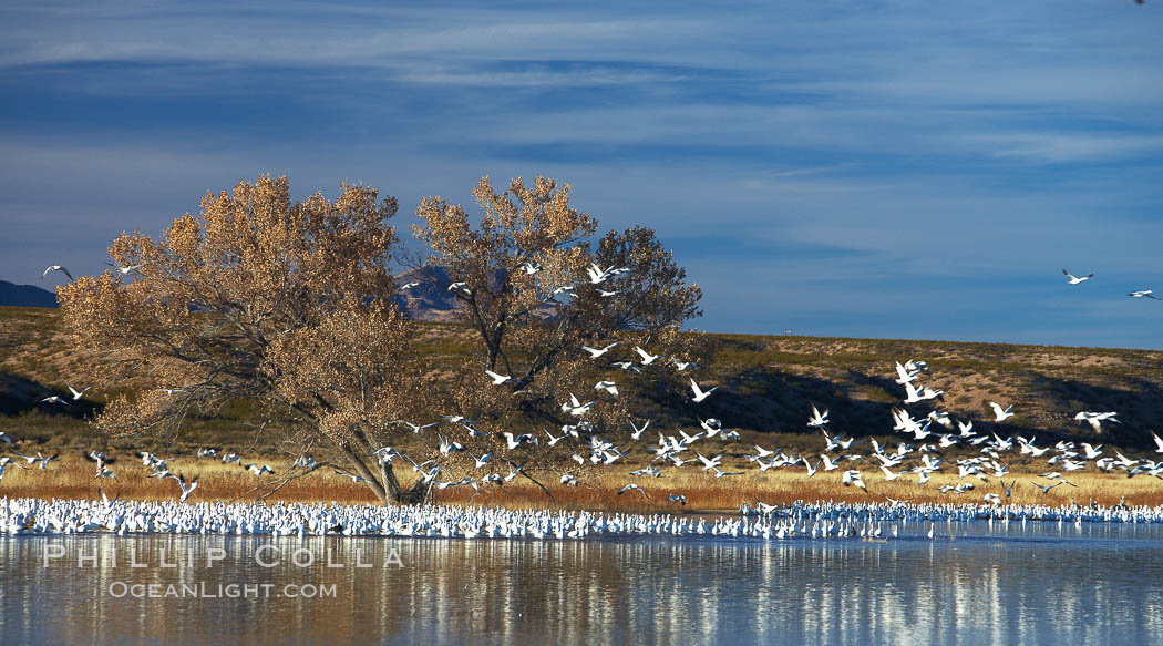 Snow geese and one of the "crane pools" in the northern part of Bosque del Apache NWR. Bosque del Apache National Wildlife Refuge, Socorro, New Mexico, USA, Chen caerulescens, natural history stock photograph, photo id 21864