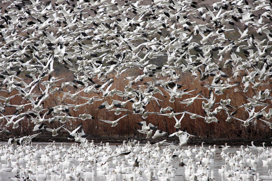 Snow geese gather in massive flocks over water, taking off and landing in synchrony. Bosque del Apache National Wildlife Refuge, New Mexico, USA, Chen caerulescens, natural history stock photograph, photo id 20007