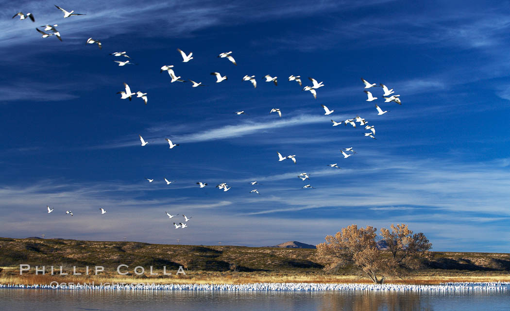 Snow geese, and one of the "crane pools" in the northern part of Bosque del Apache NWR. Bosque del Apache National Wildlife Refuge, Socorro, New Mexico, USA, Chen caerulescens, natural history stock photograph, photo id 21811