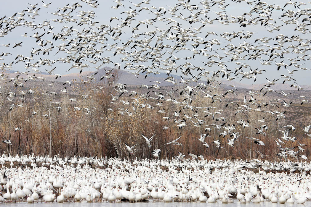 Snow geese gather in massive flocks over water, taking off and landing in synchrony. Bosque del Apache National Wildlife Refuge, New Mexico, USA, Chen caerulescens, natural history stock photograph, photo id 20009