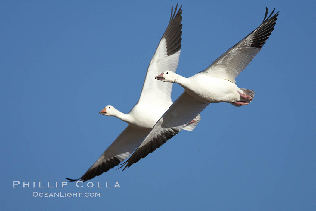 Snow geese in flight. Bosque del Apache National Wildlife Refuge, Socorro, New Mexico, USA, Chen caerulescens, natural history stock photograph, photo id 21858