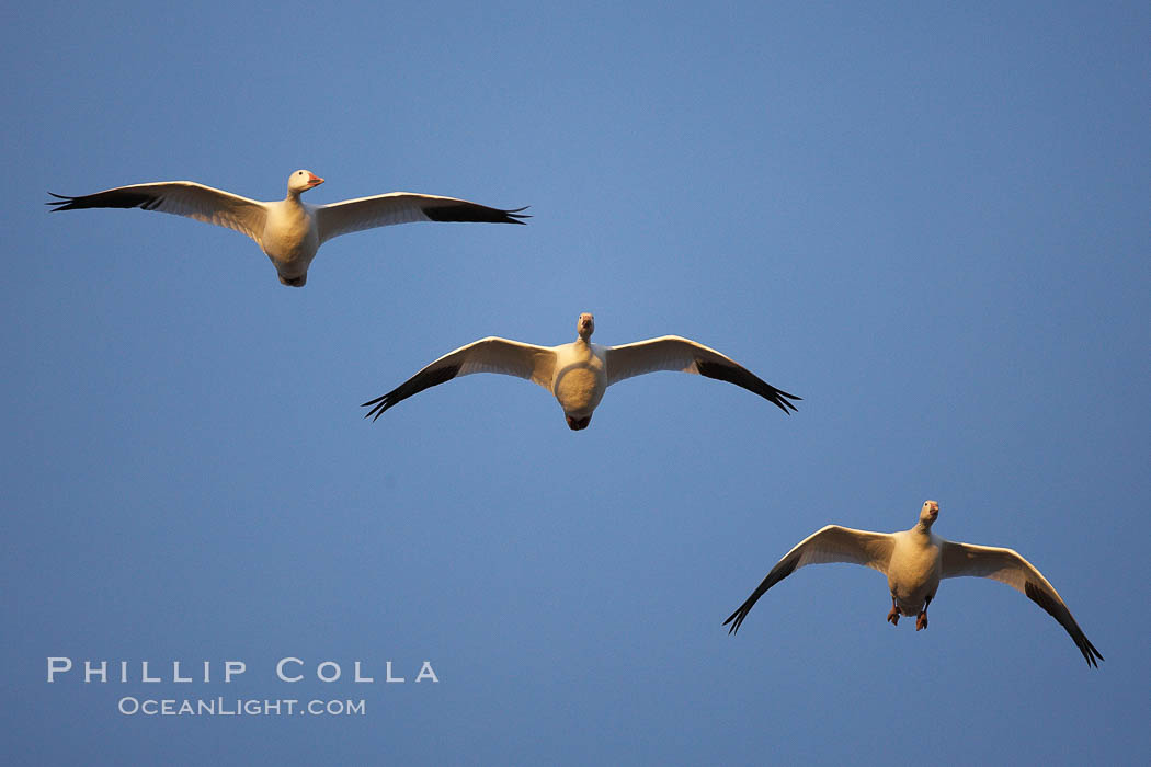 Snow geese in flight. Bosque del Apache National Wildlife Refuge, Socorro, New Mexico, USA, Chen caerulescens, natural history stock photograph, photo id 21974