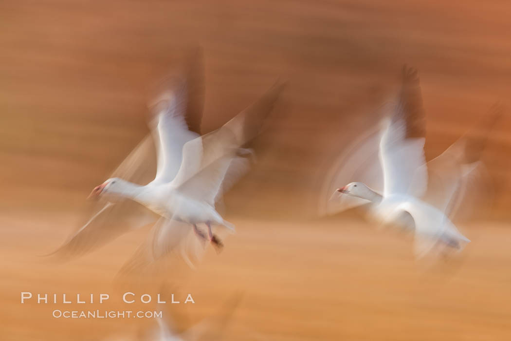 Snow geese in flight, wings are blurred in long time exposure as they are flying. Bosque Del Apache, Socorro, New Mexico, USA, Chen caerulescens, natural history stock photograph, photo id 26254