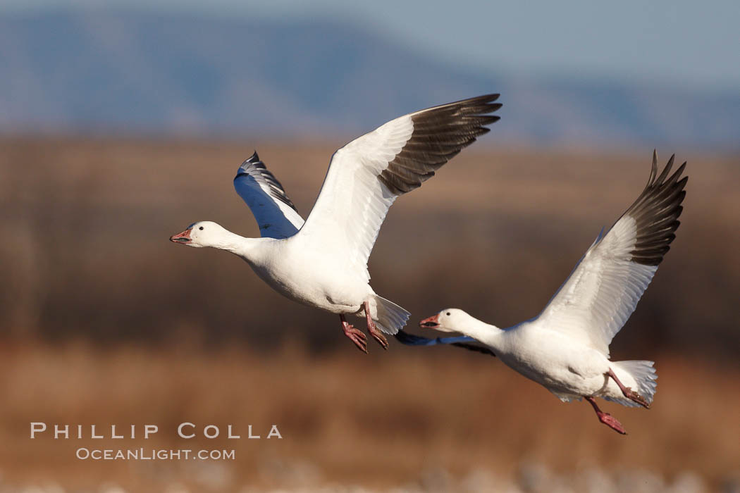 Snow geese in flight. Bosque del Apache National Wildlife Refuge, Socorro, New Mexico, USA, Chen caerulescens, natural history stock photograph, photo id 21832