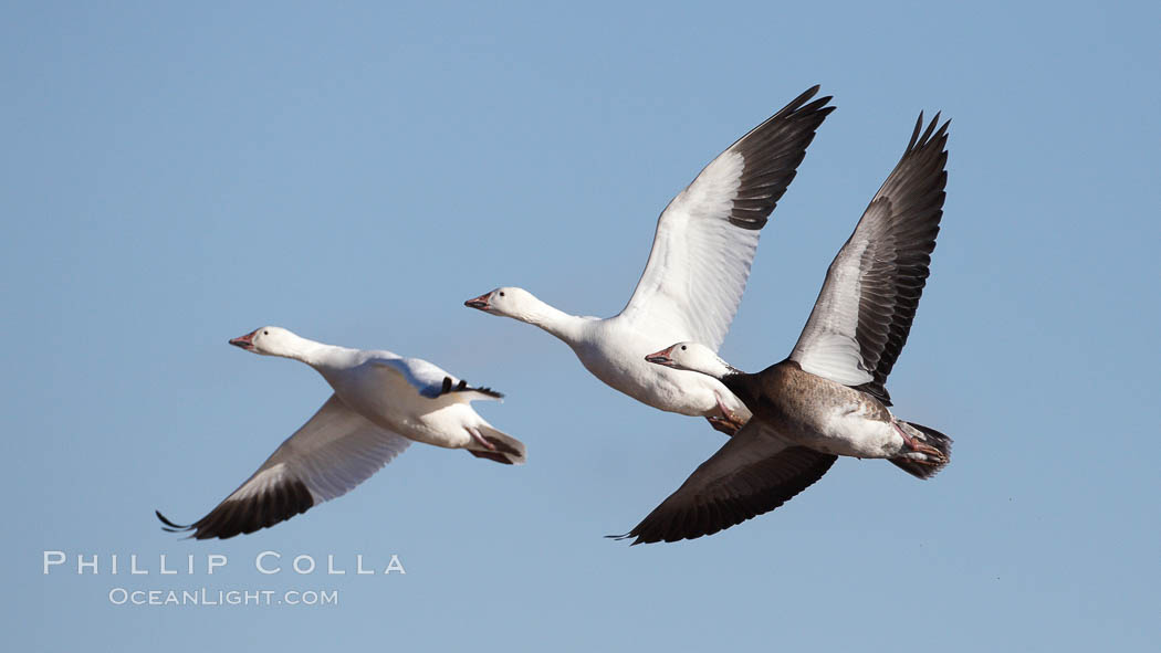 Snow geese in flight. Bosque del Apache National Wildlife Refuge, Socorro, New Mexico, USA, Chen caerulescens, natural history stock photograph, photo id 21860