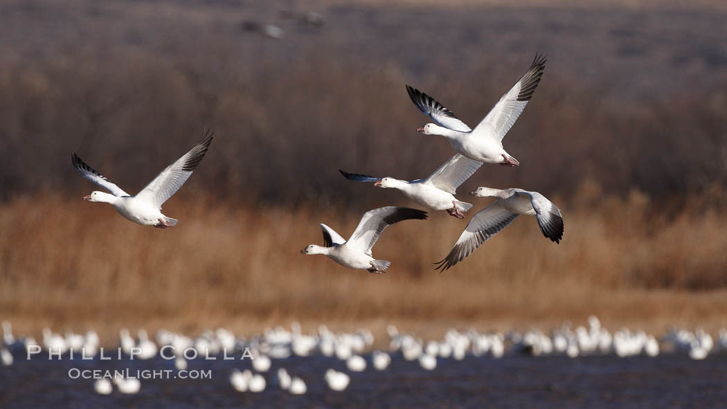 Snow geese in flight. Bosque del Apache National Wildlife Refuge, Socorro, New Mexico, USA, Chen caerulescens, natural history stock photograph, photo id 21896