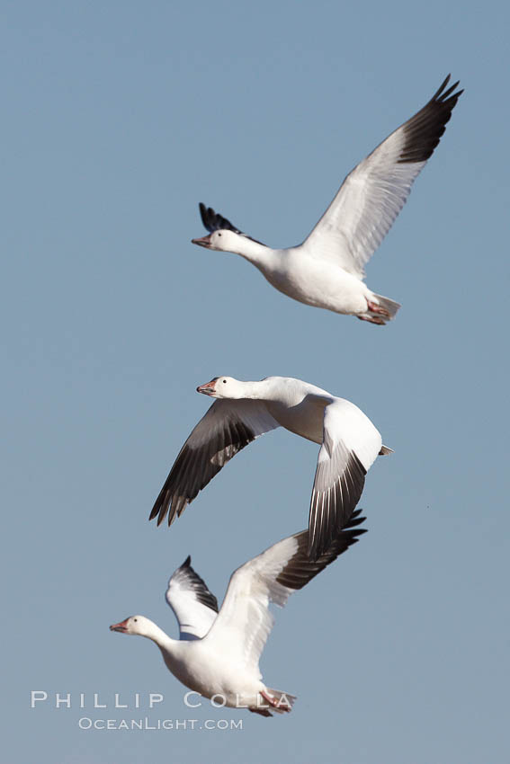 Snow geese in flight. Bosque del Apache National Wildlife Refuge, Socorro, New Mexico, USA, Chen caerulescens, natural history stock photograph, photo id 22000