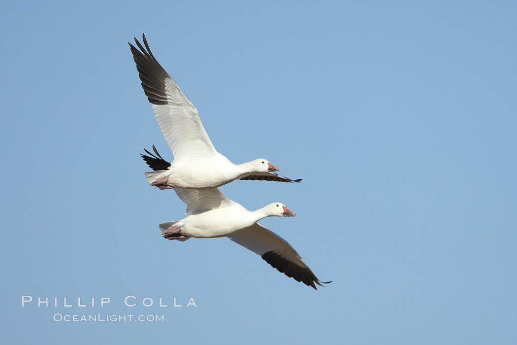 Snow geese in flight. Bosque del Apache National Wildlife Refuge, Socorro, New Mexico, USA, Chen caerulescens, natural history stock photograph, photo id 22064