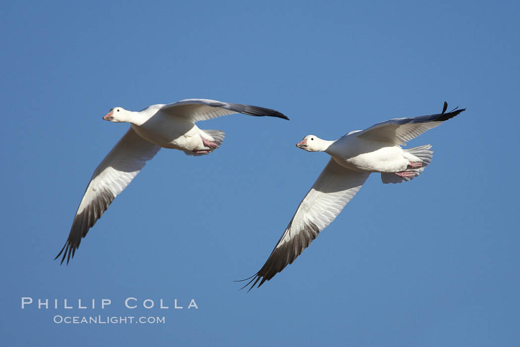 Snow geese in flight. Bosque del Apache National Wildlife Refuge, Socorro, New Mexico, USA, Chen caerulescens, natural history stock photograph, photo id 22096
