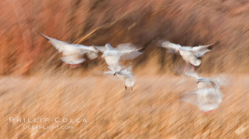 Snow geese in flight, wings are blurred in long time exposure as they are flying. Bosque Del Apache, Socorro, New Mexico, USA, Chen caerulescens, natural history stock photograph, photo id 26276