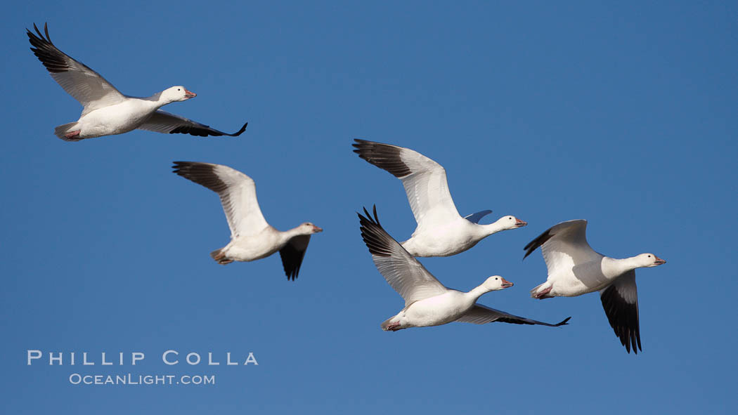 Snow geese in flight. Bosque del Apache National Wildlife Refuge, Socorro, New Mexico, USA, Chen caerulescens, natural history stock photograph, photo id 21903