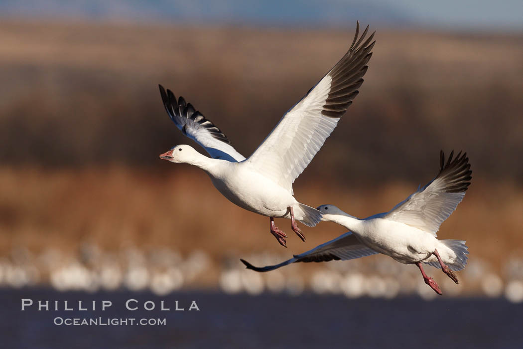 Snow geese in flight. Bosque del Apache National Wildlife Refuge, Socorro, New Mexico, USA, Chen caerulescens, natural history stock photograph, photo id 22075