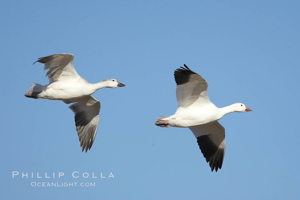 Snow geese in flight. Bosque del Apache National Wildlife Refuge, Socorro, New Mexico, USA, Chen caerulescens, natural history stock photograph, photo id 22087