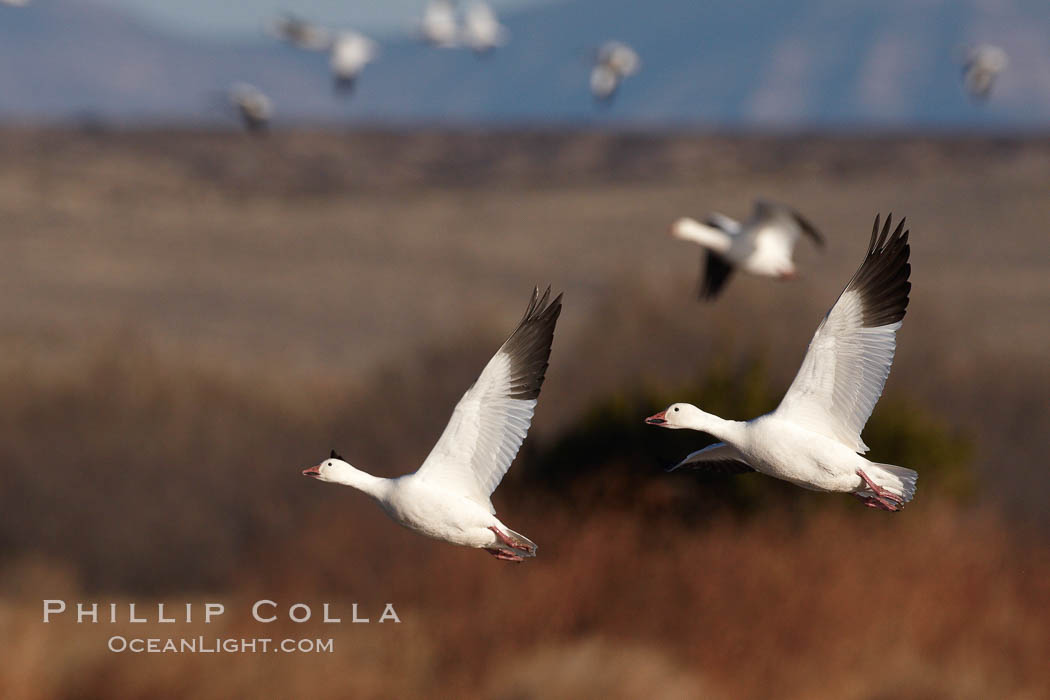 Snow geese in flight. Bosque del Apache National Wildlife Refuge, Socorro, New Mexico, USA, Chen caerulescens, natural history stock photograph, photo id 22001