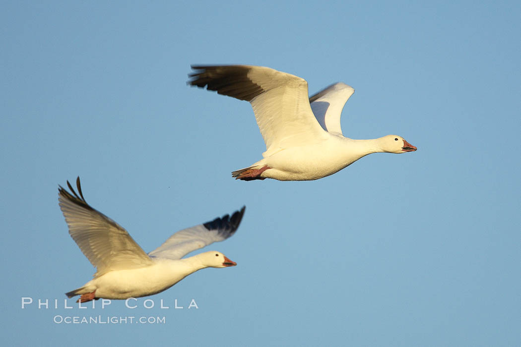 Snow geese in flight. Bosque del Apache National Wildlife Refuge, Socorro, New Mexico, USA, Chen caerulescens, natural history stock photograph, photo id 22041