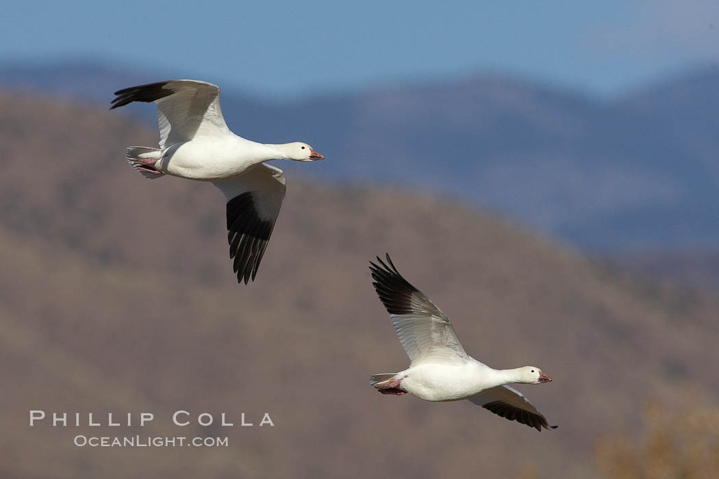 Snow geese in flight., Chen caerulescens, natural history stock photograph, photo id 22097