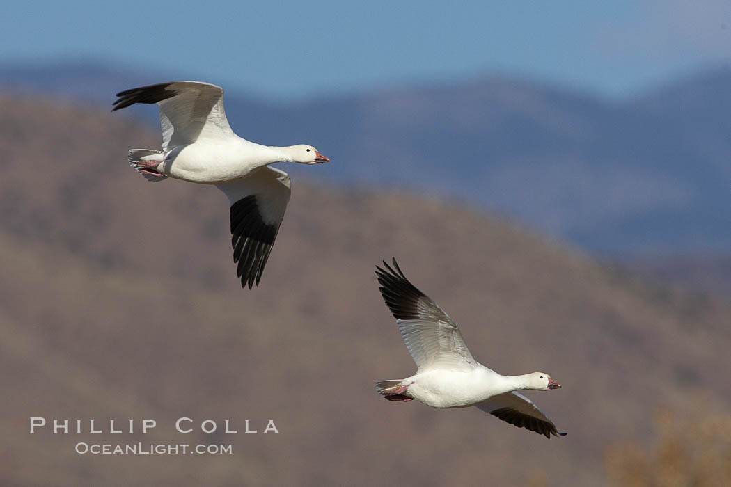 Snow geese in flight. Bosque del Apache National Wildlife Refuge, Socorro, New Mexico, USA, Chen caerulescens, natural history stock photograph, photo id 22097