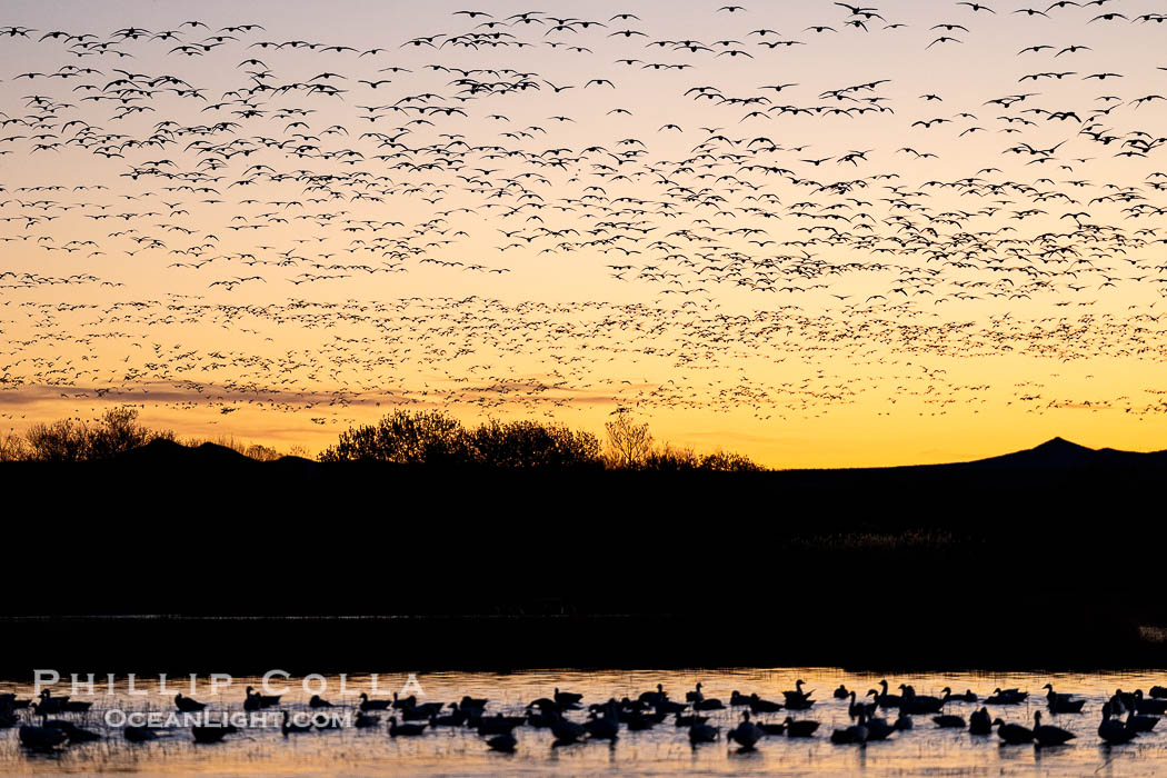 Snow geese fly in huge numbers at sunrise. Thousands of wintering snow geese take to the sky in predawn light in Bosque del Apache's famous "blast off". The flock can be as large as 20,000 geese or more. Bosque del Apache National Wildlife Refuge, Socorro, New Mexico, USA, Chen caerulescens, natural history stock photograph, photo id 39930